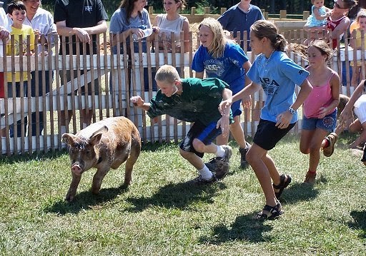 Greased Pig Chase